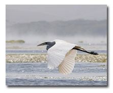 Bird Sanctuary Close By